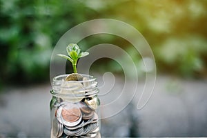 Plant growing out of coins on wooden,copy space, financial planning concept.