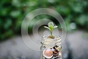 Plant growing out of coins on wooden, financial planning concept.