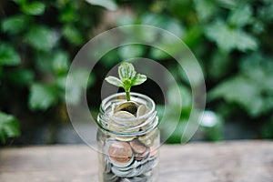 Plant growing out of coins on wooden, financial planning concept.