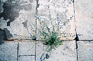 Plant growing out of concrete.