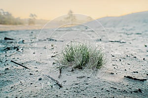 a plant growing out of the desert sand with fog and frost