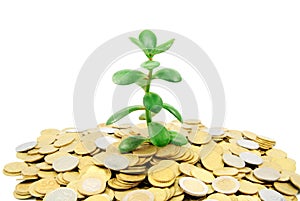 Plant growing out of gold coins