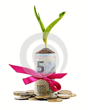 Plant growing out of money roll