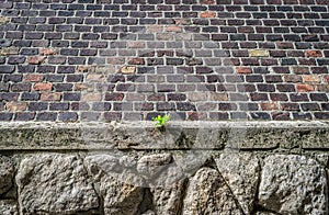 A plant growing out of a rock formation in Budapest