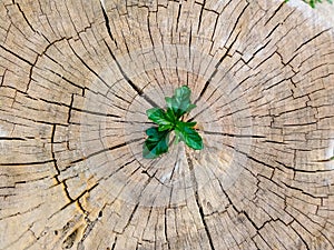 Plant growing out of a tree stump