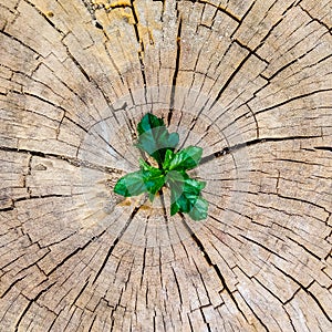 Plant growing out of a tree stump