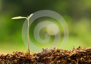 Plant growing over green environment