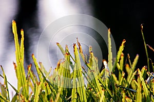 Plant growing riverside;green leaves;plant and river