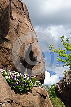 Plant growing on rock wall