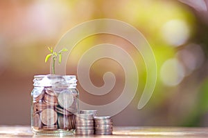 Plant Growing In Savings Coins or education Concept