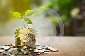 Plant Growing In Savings Coins With Green Bokeh Background, Business Finance and Money concept