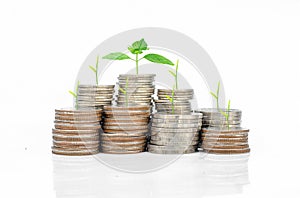 Plant Growing In Savings Coins/ investment and etirement