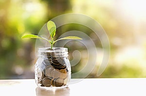 Plant Growing In Savings Coins - Investment And Interest