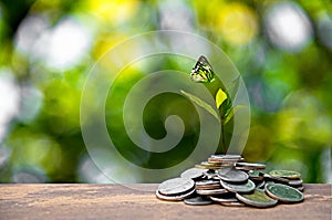 Plant Growing In Savings Coins. Money coin stack growing graph.