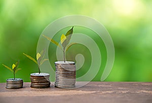 Plant Growing In Savings Coins. Money coin stack growing graph.