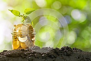 Plant Growing In Savings Coins On Soil With Green Bokeh Background, Business Finance and money concept