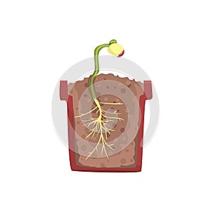 Plant growing from seed of a bean in a pot with ground soil, stage of growth, pot in a cross section vector Illustration