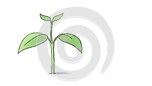 Plant growing from seed, hand drawn