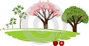 Plant growing from seed to cherry tree.