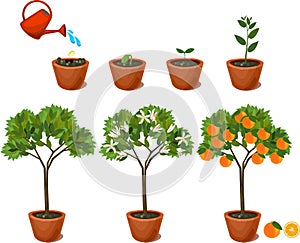 Plant growing from seed to orange tree. Life cycle plant