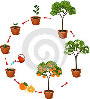 Plant growing from seed to orange tree. Life cycle plant