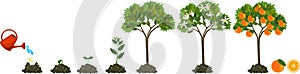 Rastlina rastúce semeno na oranžový strom. život cyklus rastlina 