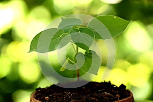 Plant growing in a small pot