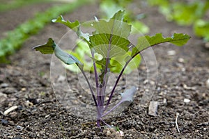 Plant growing in soil