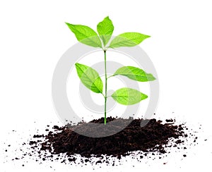 Plant growing in soil photo