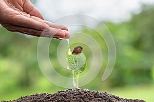 Plant growing on soil and drop of wate,  protecting environment. Growing seedlings, The idea of planting trees to reduce global