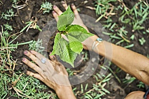 Plant growing on soil with hand