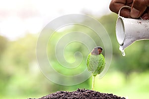 Plant growing on soil with hand watering  and green background, plant and save forest concept, World Environment Day