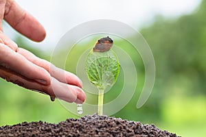 Plant growing on soil with hand watering  and green background, plant and save forest concept, World Environment Day