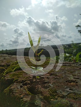 A plant growing on a solid rock with beautiful natural background