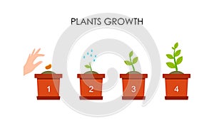 Plant growing stages. Timeline infographic of planting tree process