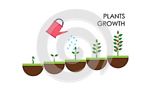 Plant growing stages. Timeline infographic of planting tree process