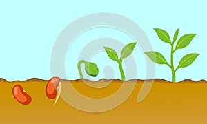 Plant growing stages. Timeline infographic of planting tree process