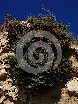 A plant growing on a steep seashore