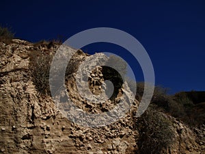 A plant growing on a steep seashore