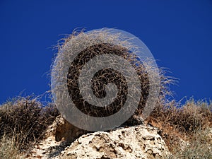 A plant growing on a steep seashore