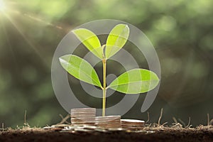 Plant growing step on coins. concept finance and accounting. The coins are stacked on the ground and the seedlings are growing on