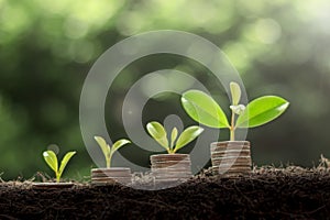 Plant growing step on coins. concept finance and accounting. The coins are stacked on the ground and the seedlings are growing on