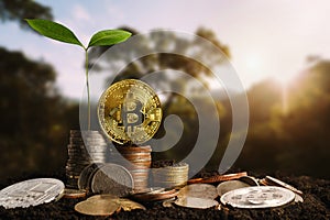 Plant growing step on coins. concept finance and accounting. cryptocurrency - Litecoin, Bitcoin, Ethereum