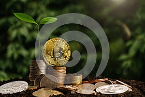 Plant growing step on coins. concept finance and accounting. cryptocurrency - Litecoin, Bitcoin, Ethereum