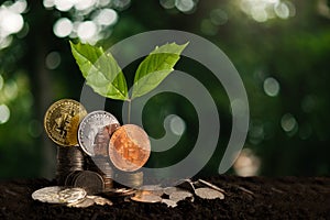 Plant growing step on coins. concept finance and accounting. cryptocurrency - Litecoin, Bitcoin, Ethereum