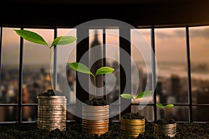 Plant growing step with coins stack on dirt and sunshine in nature morning light. concept saving money