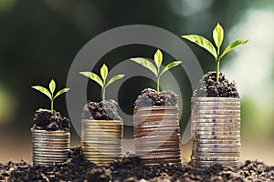 plant growing step on money stack. concept finance