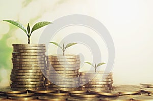 plant growing step of money stack photo