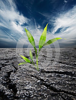 Plant growing trough dead soil