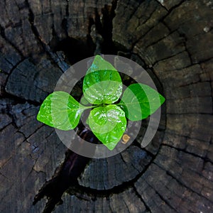 Plant growing through of trunk of tree stump